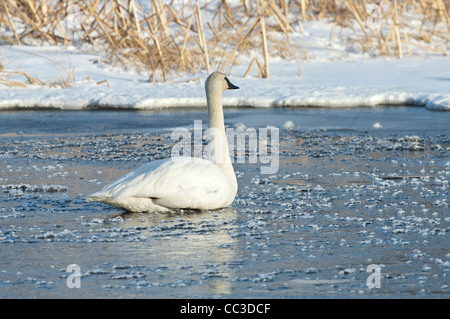 Stock photo d'un cygne trompette assis sur la glace. Banque D'Images