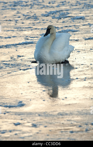 Stock photo d'un cygne trompette assis sur la glace au coucher du soleil. Banque D'Images