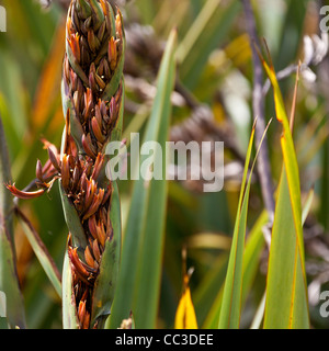 Plante de Nouvelle-Zélande ( Lin phormium ) de belles fleurs à kare kare beach et mt zion piste dans l'île du nord, Auckland, waitakere Banque D'Images