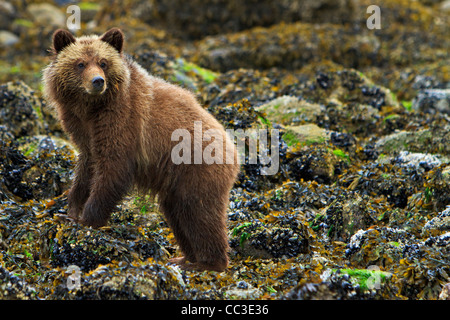 Grizzly Bear cub côtières à la recherche de nourriture à marée basse sur la partie continentale de la Colombie-Britannique, Canada Banque D'Images