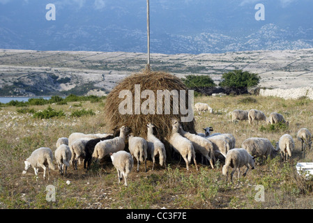 Troupeau de moutons mangent de l'herbe sur le coucher du soleil Banque D'Images