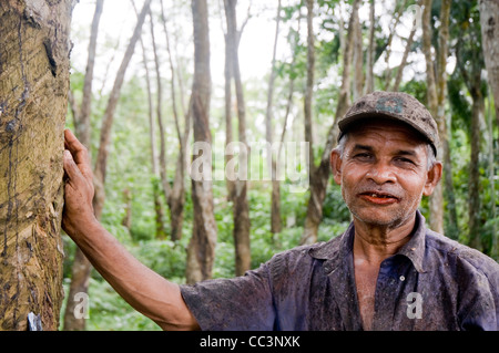 Ouvrier de plantation puisant du caoutchouc naturel dans une plantation d'arbres en caoutchouc au Sri Lanka. Banque D'Images