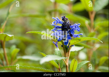 Salvia corrugata, Sage, en fleurs Banque D'Images