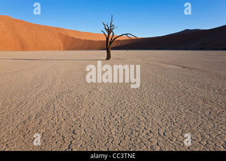 Arbres morts dans l'argile séchée, pan Parc National Namib Naukluft, Namibie Banque D'Images