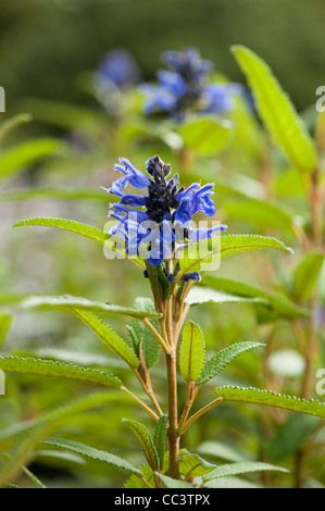 Salvia corrugata, Sage, en fleurs Banque D'Images