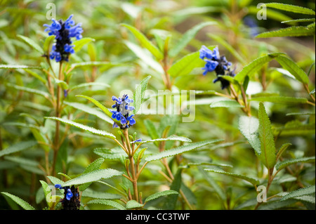 Salvia corrugata, Sage, en fleurs Banque D'Images