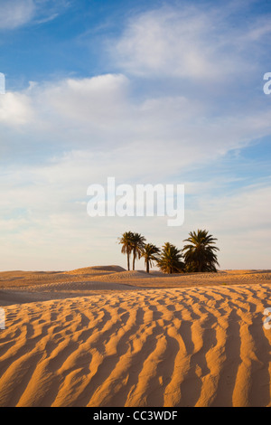 La Tunisie, Sahara, Douz, Dune Banque D'Images