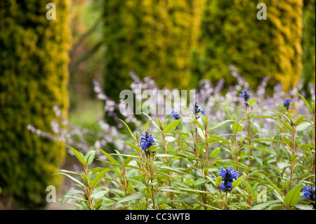 Salvia corrugata, Sage, en fleurs Banque D'Images