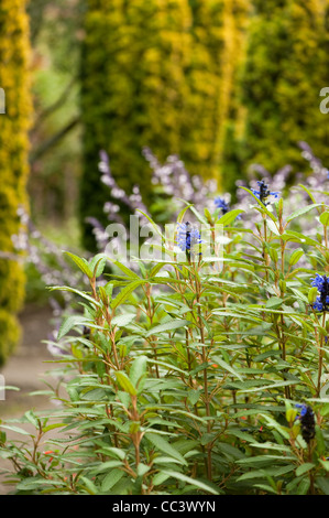 Salvia corrugata, Sage, en fleurs Banque D'Images