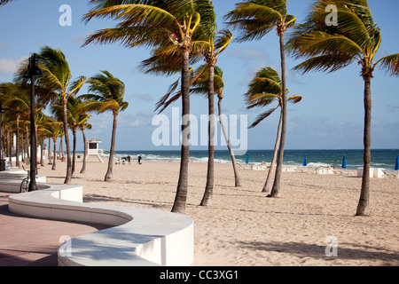 Plage de sable fin et de palmiers à Fort Lauderdale, comté de Broward, Floride, USA Banque D'Images