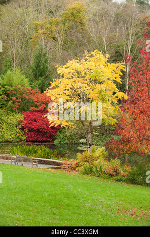 Toona sinensis, Cèdre ou acajou chinois, en automne, le lac, RHS Rosemoor, Devon, Angleterre, Royaume-Uni Banque D'Images