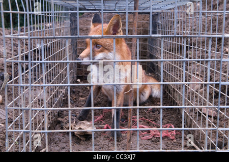 Fox pris dans un piège à la ferme le Northamptonshire en Angleterre. 2012 2010s HOMER SYKES Banque D'Images