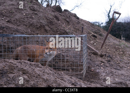 Fox pris dans un piège à la ferme le Northamptonshire en Angleterre. 2012 2010s HOMER SYKES Banque D'Images