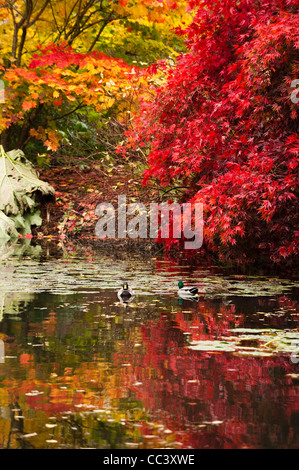 Le colvert sur le lac au RHS Rosemoor en automne, Devon, Angleterre, Royaume-Uni Banque D'Images