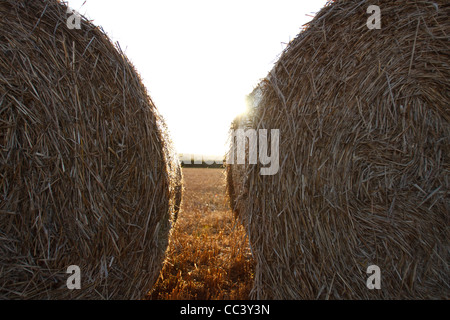 Bottes de paille dans un champ pendant la période des récoltes à la fin de l'été début de l'automne, prises dans Gower, dans le sud du Pays de Galles, Royaume-Uni Banque D'Images