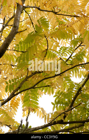 Toona sinensis, chinois ou en Acajou, Cèdre en automne Banque D'Images