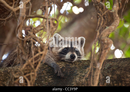 North American raton laveur (Procyon lotor) dans un arbre, Hugh Taylor Birch State Park à Fort Lauderdale, comté de Brower, Florida, USA Banque D'Images