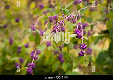 Callicarpa bodinieri 'Profusion' giraldii var Banque D'Images