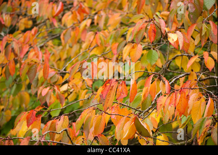 Prunus 'Shogetsu' AGA, Japanese flowering Cherry, à l'automne Banque D'Images