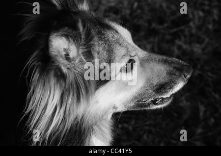 Portrait de chien à côté, noir et blanc, berger allemand, race croisée collie breed, mélanger Banque D'Images