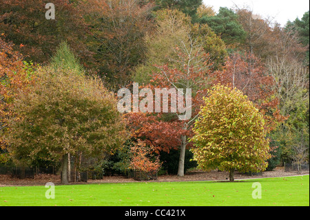 Arboretum Bicentenaire à l'automne, RHS Rosemoor, y compris : Quercus alba, Quercus rubra et Magnolia acuminata Banque D'Images