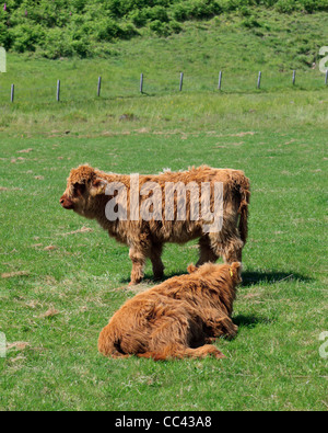 Deux jeunes vaches highland brun Banque D'Images