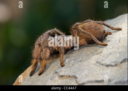 Un Golden Brown spider babouin Banque D'Images