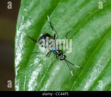 Ichneumonoid wasp Costa Rica Banque D'Images