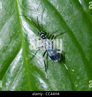 Ichneumonoid wasp, Costa Rica Banque D'Images