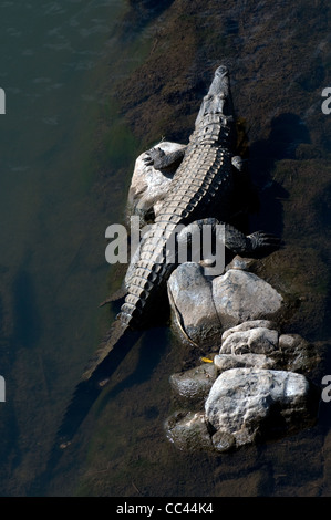 Crocodile du Nil au soleil sur des rochers, Crocodylus niloticus, afrique du sud Banque D'Images