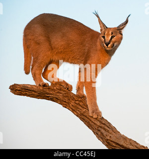 Un Caracal sur une branche morte Banque D'Images