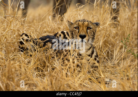 Un guépard royal reposant Banque D'Images