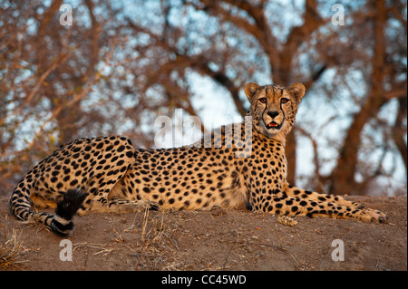 Un guépard en appui au coucher du soleil Banque D'Images