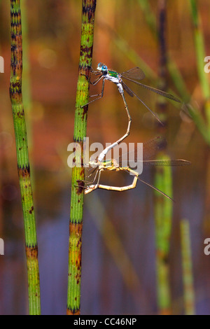 Emerald (Lestes sponsa : demoiselle Lestidae), paire en tandem en ponte dans un creux de la tige de prêle, UK. Banque D'Images