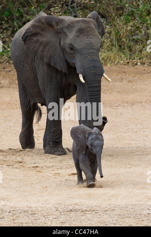 Une femelle Éléphant d'Afrique et du mollet Banque D'Images