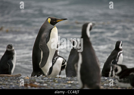Manchot royal chez les pingouins de Magellan (Spheniscus magellanicus) sur l'Île Yecapasela Estancia Harberton, Ushuaia, Argentine Banque D'Images