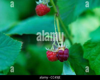 Les framboises qui poussent sur les cannes Banque D'Images