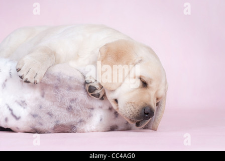 Sleeping labrador chiot à fond rose Banque D'Images