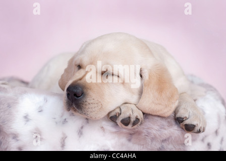 Sleeping labrador chiot à fond rose Banque D'Images