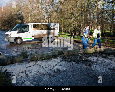 Un arbre tombé dans Queens Road Cambridge est scié et effacé après avoir chuté dans des vents forts en hiver Banque D'Images