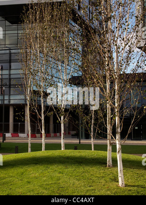 Ligne de bouleaux sur écorce blanc coussin vert pelouse à l'automne contre la façade de verre bâtiment à Salford Quays Banque D'Images