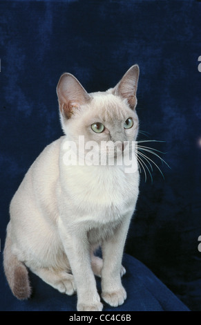 Les Chats Tonkinois Mink Photo Stock Alamy