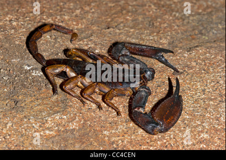 Une roche plate scorpion sur un rocher Banque D'Images