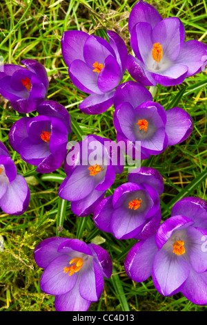 Un gros plan du crocus mauve des fleurs au printemps Banque D'Images