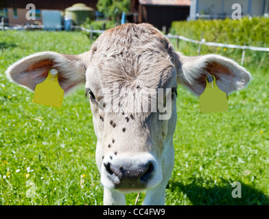 Les jeunes de couleur crème veau mignon curieux de mouches sur la tête sur une ferme meadow Banque D'Images