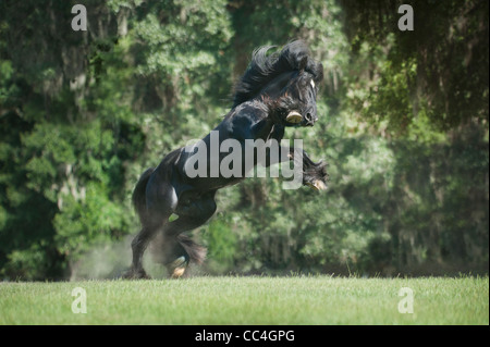 Gypsy Vanner Horse stallion Banque D'Images