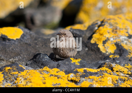 Un troglodyte de Cobb (Troglodytes cobbi) sur la plage sur l'île de la carcasse, dans les Malouines Banque D'Images