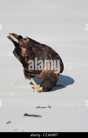 Phalcoboenus australis, Caracara strié, sur la plage sur l'île de la carcasse, dans les Malouines Banque D'Images