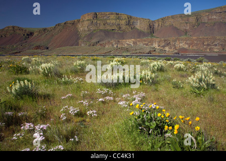 Feuille feuilles deltoïdes, flèche, lupin soufre larkspur et phlox fleurit le long des rives du lac Lenore en bas à Grand Coulee. Banque D'Images