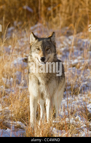 Loup gris Canis lupus le Parc National de Yellowstone USA- a de vrais sauvages non captif (photographie) Banque D'Images